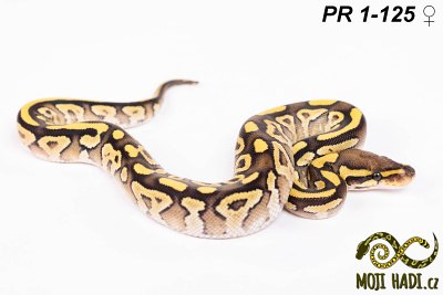 hadi na prodej, mládě, český chov hadů, odchov hadů, mojihadi.cz, Python regius, ballpython, krajta královská, Pastel, poss het Orange Ghost